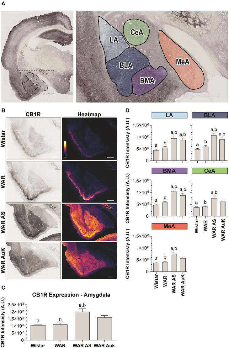 CB1R immunostaining in the amygdala. (A) Schematic representation of the amygdala nuclei: lateral amygdala nucleus (LA), basolateral amygdala nucleus (BLA), basomedial amygdala nucleus (BMA), central amygdala nucleus (CeA), and medial amygdala nucleus (MeA). (B) Representative images of CB1R immunostaining in the amygdala in different experimental groups (left column) and their correspondent heatmap (right column). (C) CB1R immunostaining in the total area of the amygdala of Wistar (n = 5), WAR (n = 5), WAR AS (after acute audiogenic seizure, n = 5) and WAR AuK (after audiogenic kindling, n = 10). (D) CB1R intensity in different amygdala nuclei of Wistar (n = 5), WAR (n = 5), WAR AS (n = 5) and WAR AuK (n = 10). Data are expressed as mean ± standard error mean (SEM). Equal letters represent significant differences (p < 0.05) between groups: “a” in comparison to Wistar; “b” in comparison to WAR. Scale bar: 500 μm. Color code scale (8 bits image): 0–255 (min–max).