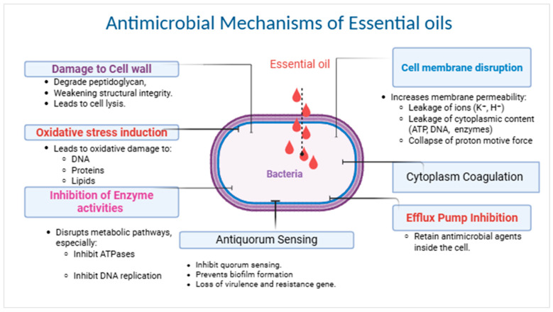 Proposed approaches for how EOs and derivatives combat ESKAPE pathogens [16,18,25,26,27,28,29].