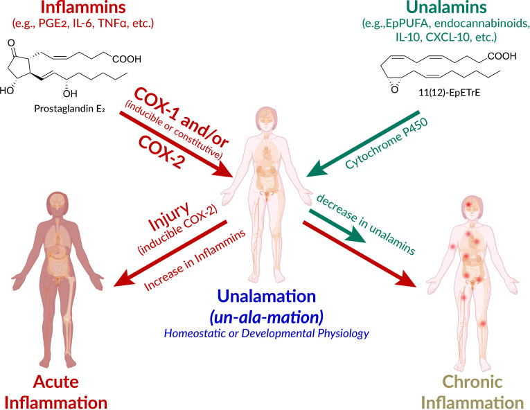 Schematic presentation of the pathways leading to acute and chronic inflammation and unalamation. Defensive immunological response to injury is acute inflammation mediated by lipid and protein mediators. However, the very same mediators also participate in homeostatic and developmental physiology. The designation of ‘inflammatory mediators’ for lipids such as prostaglandin E2 (PGE2) is therefore a misnomer. Instead, the generic term inflammins is coined to designate their propensity to elicit inflammation. These mediators elicit acute inflammation in the context of injury and inducible cyclooxygenase (COX)-2 is the initiator of this response. The anti-inflammatory mediators that repress the inflammatory traits of inflammins help maintain homeostasis are termed unalamins. Both inflammins and unalamins are small molecule (e.g. lipids such as PGE2, epoxy polyunsaturated fatty acids (EpPUFA), endocannabinoids, and/or protein mediators (e.g. cytokines). When inflammins are biosynthesized in response to injury, it is acute inflammation and serves a defensive function. On the other hand, inflammins routinely serve a normal developmental (e.g. in parturition, ovulation) and homeostatic (e.g. renal, cardiovascular, neuronal) physiological function under the pre-disposed control by unalamins and this is Unalamation. If the unalamins persistently fail to functionally regulate the inflammins, the result is chronic inflammation. (adapted and modified from Front Immunol 2020 Vol. 11 Pages 580117, Human body illustration from Biorender.com with permission).