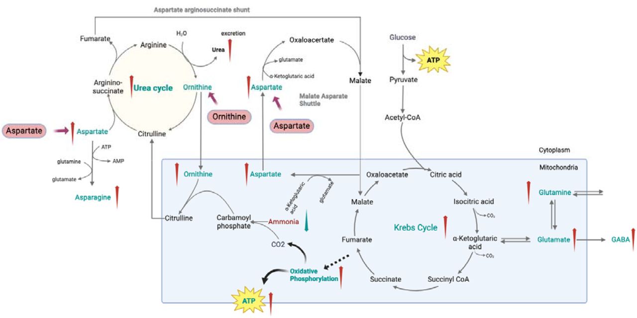 L-Ornithine and L-Aspartate (LOLA) as a Potential Treatment Candidate for ME/CFS and Long COVID.L-Aspartate potentially can help counteract the observed decrease in Asparagine/Aspartate in both ME/CFS and Long COVID. L-ornithine, as the metabolic product of arginine, potentially can help restoring the balance of the down-regulated pathway of arginine and proline metabolism in ME/CFS. Additionally, the combined use of these amino acids could enhance urea cycle efficiency, which is critical in removing ammonia and reducing fatigue symptoms commonly reported in these conditions. Besides emerging evidence suggests LOLA can improve mitochondrial function, thereby potentially enhancing energy metabolism in patients with ME/CFS and Long COVID.