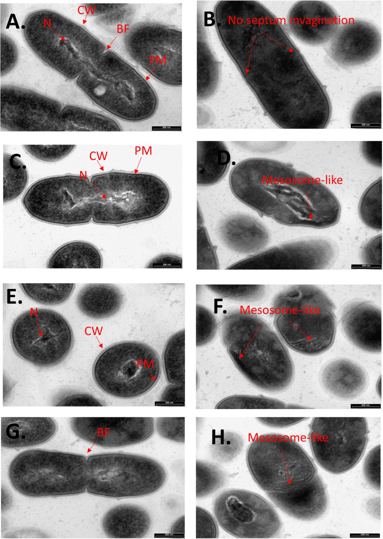 CBG alters the morphology of S. mutans. Higher magnification TEM images (x59000) of control (A,C,E,G) and 4 h CBG (10 μg/ml)-treated (B,D,F,H) S. mutans. The arrows show the cell wall (CW), cell membrane (PM), nucleus (N), the invagination septum (BF-Binary fission), and the mesosome-like structures.