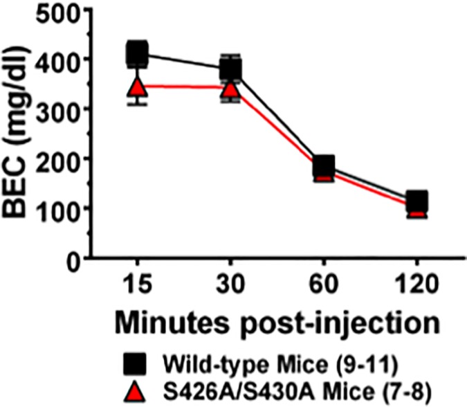 Ethanol metabolism is not altered in S426A/S430A mutants.Blood ethanol concentrations were measured in S426A/S430A mutants (red bars) and wild-type littermates (black bars) 15, 30, 60 and 120 minutes after a bolus injection (IP) of 2 g/kg of ethanol. Error bars represent the SEM and data analyses were performed using two-way ANOVA with Bonferroni post-hoc tests. Sample sizes for each group are in parentheses.