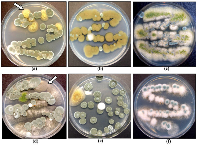 The most commonly recovered fungi from inflorescences of cannabis plants prior to harvest. The Petri dishes show the results from the swabbing of samples and plating onto an agar medium that allows growth of yeasts and molds to occur. (a) Green colonies of Penicillium with yellow colonies of Aspergillus (arrow). (b) Brown colonies of Cladosporium. (c) Mixture of Aspergillus (green) with small blue colonies of Penicillium. (d) Green colonies of Penicillium with gray growth of B. cinerea (arrow). (e) Colonies of Penicillium. (f) Pink colonies of Fusarium with blue colonies of Penicillium. Photos were taken after 7 days.