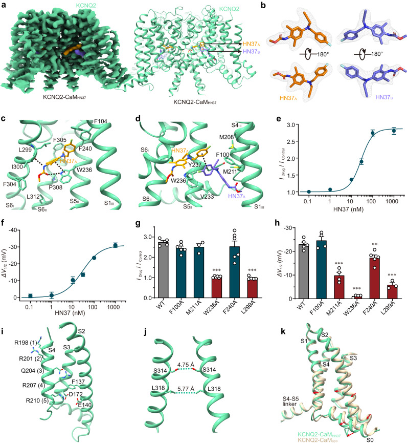 The HN37-bound KCNQ2-CaM structure (KCNQ2-CaMHN37).a The 3D reconstruction and the cartoon model of KCNQ2-CaMHN37. b The density maps of two HN37 molecules in different orientations at the contour level of 4.5 σ. c Interactions between HN37A and KCNQ2. The dashed lines indicate hydrogen bonds and π-π interaction. d Interactions between CBDB and KCNQ2. The dashed lines indicate π-π interaction. e, f Dose-response curve of the activation efficacy (IDrug / IControl) and the half maximal activation voltage shift (ΔV1/2) for HN37 on KCNQ2 channels. The EC50 values were 28.52 ± 2.99 nM and 27.97 ± 5.32 nM, respectively. Data are presented as mean ± SEM. For Idrug / IControl, n = 3 (0.1 μM), 5 (1 μM), 4 (10 μM), 4 (30 μM), 4 (100 μM), and 4 (1000 μM) individual cells; for ΔV1/2, n = 3 (0.1 μM), 3 (1 μM), 5 (10 μM), 3 (30 μM), 3 (100 μM), and 5 (1000 μM) individual cells. g The activation effects of 100 nM HN37 on KCNQ2 WT and mutants. Data are presented as mean ± SEM. An unpaired two-tailed t test was performed. p and n values compared to WT (n = 6) are p = 0.0727 and n = 6 for F100A, p = 0.2335 and n = 3 for M211A, ***p = 0.0001 and n = 6 for W236A, p = 0.5599, n = 6 for F240A, and ***p = 0.0001 and n = 5 for L299A. n represents the number of experiments from individual cells. h The ΔV1/2 of KCNQ2 WT and mutants caused by 100 nM HN37. Data are presented as mean ± SEM. An unpaired two-tailed t test was used. p and n values compared to WT (n = 5) are p = 0.4114 and n = 4 for F100A, ***p = 0.0001 and n = 4 for M211A, ***p = 0.0001 and n = 4 for W236A, **p = 0.0065 and n = 5 for F240A, and ***p = 0.0001 and n = 3 for L299A. n represents the number of experiments from individual cells. i The activated VSD of KCNQ2-CaMHN37. For clarity purpose, S1 is not shown. Side chains of positively charged (or polar) residues in S4 and residues forming gating charge transfer center are displayed as sticks. j The closed activation gate of KCNQ2-CaMHN37. The dashed lines show diagonal atom-to-atom distance (in Å) at the constriction-lining residues Ser314 and Leu318. k Structural comparison of VSDs from KCNQ2-CaMapo and KCNQ2-CaMHN37 when the whole channels are aligned. For (e–h), source data are included in the Source Data file.