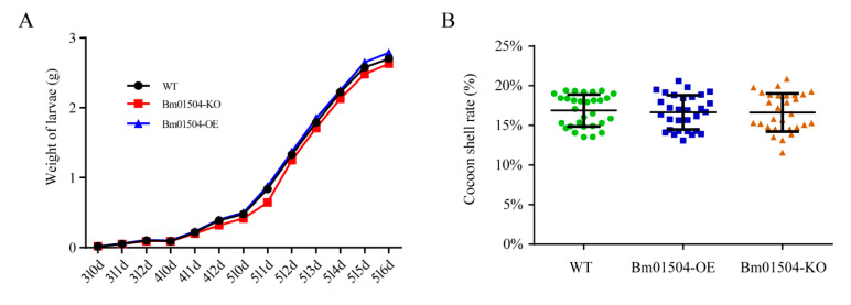 Economic characteristics of Bm01504-KO, Bm01504-OE, and WT. (A) Weight changes in the transgenic lines and WT from the third instar to 6th day of the fifth instar. The average weight of 30 larvae per group is shown. 3l, Third instar of larval stage; 4l, Fourth instar of larval stage; 5l, Fifth instar of larval stage; nd, Day n; (B) analysis of the cocoon shell rate of the transgenic lines and WT at pupal stage. Thirty cocoons of each silkworm strain were randomly selected on 3rd day in the pupal stage, and the cocoon shell rate was calculated. Each value represents the average of three repeated measurements. The experiments were repeated thrice.