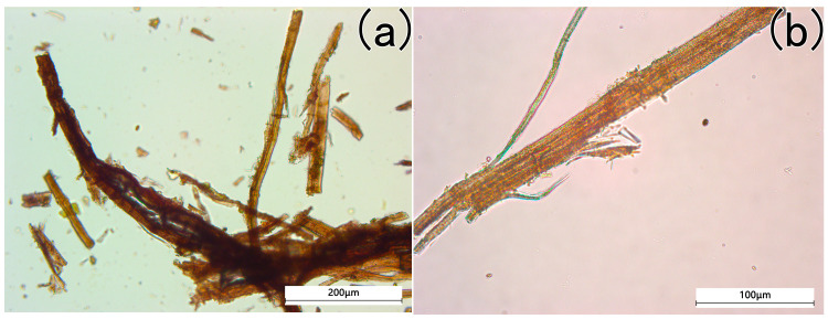 The microscopical pictures of the yellow-greenish fiber after chemical treatment (a) slight fibrillation at the fiber edges, (b) ramie or hemp fibers.