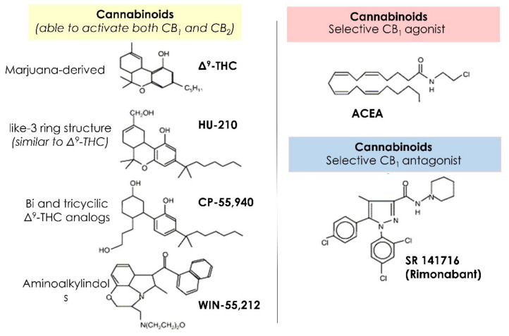 Summary of the main cannabinoids selective for CB1 and CB2 receptors.