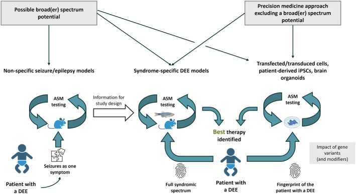 Preclinical testing strategies for drug candidates for developmental and epileptic encephalopathies (DEEs). Possible workflows with sequential and combined use of standard animal models, etiology‐/syndrome‐specific animal models, and cell‐ or organoid‐based assays in the discovery of effective antiseizure medications (ASMs). iPSCs, inducible‐pluripotent stem cells. Created in BioRender. Potschka, H. (2025) https://BioRender.com/a73f778. Figure created with BioRender.com.