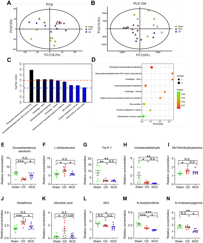 Metabolic profiling analysis among the groups. (A) Principal component analysis (PCA). (B) The partial least squares discriminant analysis (PLS-DA) of plasma metabolites. (C) The Kyoto Encyclopedia of Genes and Genomes (KEGG) pathway analysis of differentially expressed metabolites. Y-axis shows the P-value of a particular pathway. (D) Enriched KEGG pathways in plasma metabolites. Rich factor indicates the ratio of differentially expressed metabolites to the total metabolites number in a certain pathway. (E) Docosahexaenoyl serotonin [one-way ANOVA; F(2, 21) = 10.3, P < 0.001]; (F) L-Alloisoleucine [one-way ANOVA; F(2, 21) = 5.84, P = 0.009]; (G) Trp-P-1 [one-way ANOVA; F(2, 21) = 10.49, P < 0.001]; (H) Indoleacetaldehyde [one-way ANOVA; F(2, 21) = 7.259, P = 0.004]; (I) Nb-Palmitoyltryptamine [one-way ANOVA; F(2, 21) = 3.57, P = 0.05]; (J) Glutathione [one-way ANOVA; F(2, 21) = 10.81, P < 0.001]; (K) Allocholic acid [one-way ANOVA; F(2, 21) = 4.24, P = 0.028]; (L) N-Arachidonoylethanolamine [one-way ANOVA; F(2, 21) = 8.015, P = 0.018]; (M) N-Acetylornithine [one-way ANOVA; F(2, 21) = 30.86, P < 0.001]; (N) N-Undecanoylglycine [one-way ANOVA; F(2, 21) = 8.476, P = 0.002]. Data are presented as means ± SEM (n = 8 per group) and analyzed by one-way ANOVA followed by Tukey's post hoc test. *P < 0.05, **P < 0.01, ***P < 0.001. CD, cognitive dysfunction; NCD, non-cognitive dysfunction; N.S., not significant.
