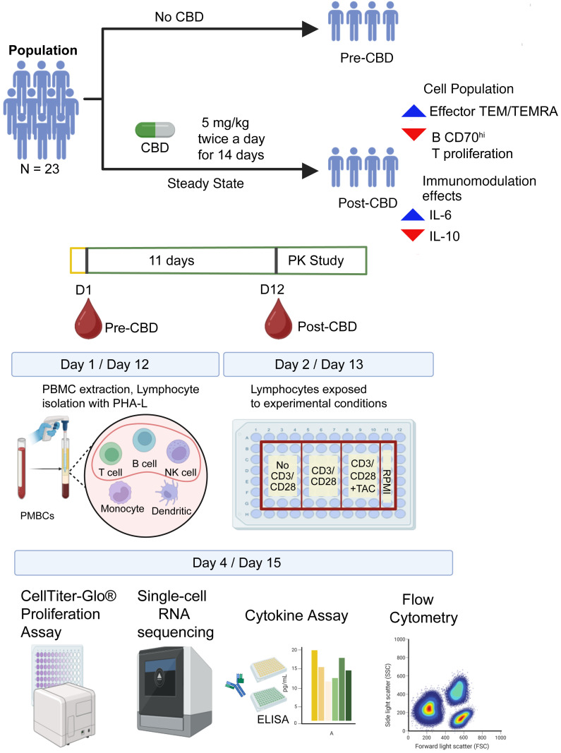 Operational workflow.The workflow is provided for the pharmacokinetic study of steady-state cannabidiol (CBD) in healthy human volunteers, highlighting the time points of sample acquisition for molecular analysis. Samples were acquired at 2 time points: pre-CBD, or before CBD administration (day 1); and post-CBD, at steady state (day 12). Each participant took oral CBD up to 5 mg/kg twice daily for 14 days. The blood samples underwent 72 hours of processing. On day 1/day 12, lymphocytes were isolated. On day 2/day 13, cells were divided into conditions: baseline without stimulation (No CD3/CD28), CD3/CD28 stimulation (CD3/CD28), and stimulated plus tacrolimus (CD3/CD28 +TAC). After 72 hours, cells were interrogated by CellTiter-Glo, scRNA-Seq, cytokine measurement, and flow cytometry. Between day 12 and day 14, participants underwent pharmacokinetic sampling for 48 hours to obtain CBD concentrations at steady state. Figure created in BioRender (Gisch D, 2025, https://BioRender.com/4la4844).