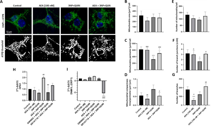 Effects of AEA on 3NP + QUIN-induced morphological changes in mitochondrial network in neuronal cells. Fluorescent labeling of the ATPβ protein was used to specifically visualize mitochondria, obtaining a microscopic image. (A) Immunofluorescence for ATPβ, and DAPI. 63X objective, 5X zoom. (B-G) Image processing and analysis for quantification of mitochondrial morphology parameters per neuron in fixed cells analyzed with the FIJI Mitochondria Analyzer plugin. (B) Mitochondrial area. (C) Mitochondrial perimeter. (D) Mitochondrial compactness. (E) Number of mitochondria, (F) Number of mitochondrial branches, (G) Number of mitochondrial branch junctions per cell. (H-I) The relative expression of OPA1 and DNM1L (DRP1 protein) was quantified by qPCR and normalized against actin as a housekeeping gen. All data are presented as means ± SD of n = 3 experiments per group. The fluorescence of 8 neurons per group was quantified. Statistical significance was calculated by one-way ANOVA followed by Bonferroni’s multiple comparisons test. (*) Denotes differences vs. the control. ** p = 0.0012. (#) Denotes differences from 3NP + QUIN. * p = 0.0165, ** p ≤ 0.0087, ## p = 0.0043, ***,### p ≤ 0.0001