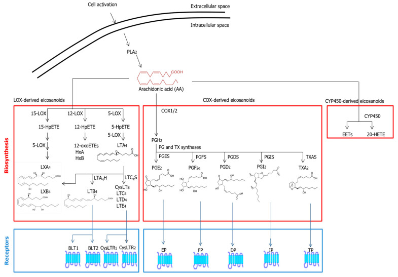Metabolic pathways and known receptors of classical EICs. Abbreviations: 20-HETE—20-hydroxyeicosatetraenoic acid; BLT—leukotriene B4 receptor; COX—cyclooxygenase; CYP450—cytochrome P450; DP—prostaglandin D receptor; EET—epoxyeicosatrienoic acid; EP—prostaglandin E receptor; FP—prostaglandin F receptor; HpETE—hydroperoxyeicosatetraenoic acid; IP—prostacyclin I receptor; LOX—lipoxygenase; LT—leukotriene; LX—lipoxin; PG—prostaglandin; PGDS—prostaglandin D2 synthase; PGES—prostaglandin E synthase; PGFS—prostaglandin F synthase; PGI2—prostacyclin 2; PGIS—prostacyclin I synthase; PLA2—phospholipase A2; TP—thromboxane receptor; TXAS—thromboxane synthase.