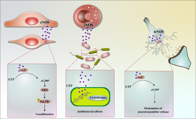 Signaling mechanisms of the three nitric oxide synthases. This activation results in the production of cyclic guanosine monophosphate (cGMP), which activates protein kinase G (PKG) and subsequently phosphorylates myosin light chain kinase (MLCK), culminating in smooth muscle relaxation. nNOS is primarily present in neurons at both sides of the synaptic cleft, where it plays a critical role in modulating neurotransmitter release through cGMP-dependent pathways. iNOS is expressed in various cells, including immune and epithelial cells, in response to proinflammatory cytokines or bacterial components. Once activated, iNOS produces significant amounts of NO over extended periods, which at elevated concentrations can exert cytotoxic effects on pathogens through multiple mechanisms, including the inhibition of essential enzymes involved in replication and cellular respiration (Pourbagher-Shahri et al. 2021)