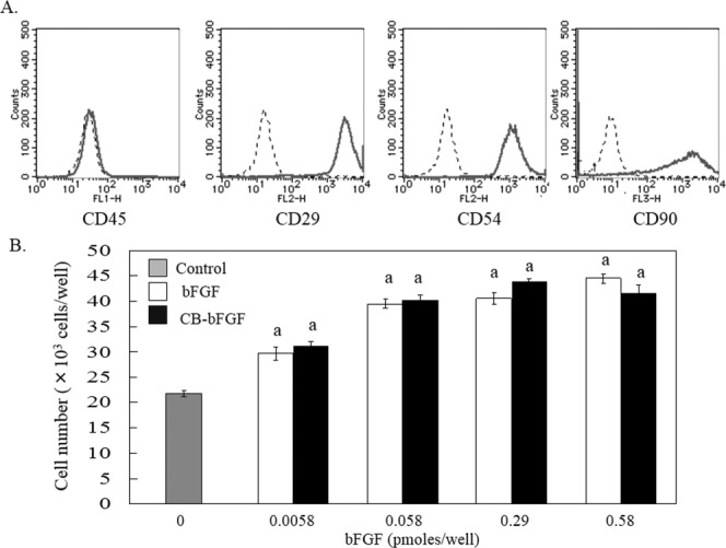 In vitro proliferation activity of bFGF and CB-bFGF. A: Flow cytometry analysis of mesenchymal cell markers in isolated periosteal cells. Dotted line: stained sample. Solid line: non-staining sample. B: Dose-dependent induction of periosteal mesenchymal cell proliferation by bFGF and CB-bFGF. Cell numbers were quantified three days after the treatment. Data are presented as the mean ± S.E. (n = 8). a: p < 0.05 compared with the untreated control group.
