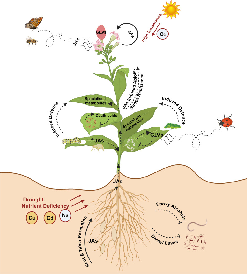 Role of oxylipins in plant growth, development, biotic and abiotic stress tolerance. Oxylipins play multifaceted roles in regulating plant growth, development, and responses to biotic and abiotic stresses. Jasmonates (JAs) mediate developmental processes, including lateral root formation, tuber formation, flowering, and trichome development. Several JAs are also known to attract pollinators and influence plant reproductive strategies. JAs activate defense genes in plants to protect against biotic and abiotic stress (nutrient deficiency, heavy metals [copper (Cu), cadmium (Cd)] and ozone (O3)). Green leaf volatiles (GLVs) contribute to fruit ripening and act as direct defense molecules against pathogenic microbes. GLVs also induce other defense responses, such as attracting natural predators and promoting the production of specialized metabolites. Oxylipins like epoxy alcohols and divinyl ethers serve as direct defense molecules against various pests and pathogens. Image created in BioRender.com.