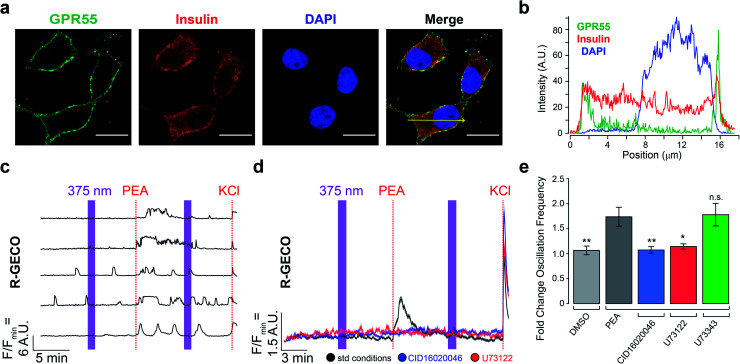 INS-1 cells express GPR55 and respond to PEA. (a) Immunofluorescence images of fixed INS-1 cells stained for GPR55 (green) and insulin (red). Nuclei were labelled with DAPI (blue). Scale bar = 10 μm. (b) Fluorescence intensity profile plotted across the yellow arrow shown in panel A. (c) Fluorescent Ca2+ imaging using R-GECO showed that PEA addition (5 μM) increased [Ca2+]i. Displayed as Ca2+ traces from five representative cells. (d) Average [Ca2+]i traces for PEA addition under standard conditions (black, 5 μM, N = 612, T = 10), overlaid with average [Ca2+]i traces for PEA addition following pre-incubation with a GPR55 antagonist (CID16020046, 5 μM, blue, N = 449, T = 6) or PLC inhibitor (U73122, 5 μM, red, N = 296, T = 4), which blocked PEA's effect. UV-A irradiation (375 nm) shown as purple bars, and KCl (25 mM) was applied at the end of each experiment. (e) Bar graph displaying the fold change in Ca2+ oscillation frequency induced by compound stimulation. Vehicle addition (DMSO, 0.1% v/v, grey, N = 418, T = 6) did not stimulate [Ca2+]i. The inactive PLC inhibitor analogue (U73343, 5 μM, green, N = 511, T = 7) did not block the effect of PEA. Error bars = mean ± SEM. **P < 0.01, *P < 0.05, ns = P > 0.05, P values reported in Table S2.†