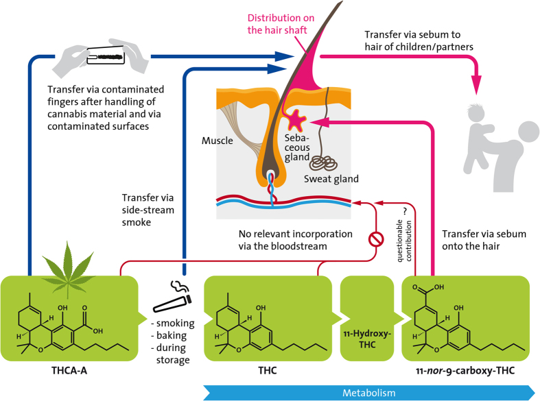 Potential incorporation pathways of cannabinoids into human hair.Incorporation of ∆9-tetrahydrocannabinolic acid A (THCA-A), ∆9-tetrahydrocannabinol (THC), and its metabolite 11-nor-9-carboxy-THC (THC-COOH) into human hair can occur in the hair bulb via the bloodstream, by diffusion from sweat or sebum into the hair shaft, or by external contamination (e.g. contaminated fingers or side-stream smoke). The main metabolic pathway of THC and the molecular structures of the respective analytes are also given.