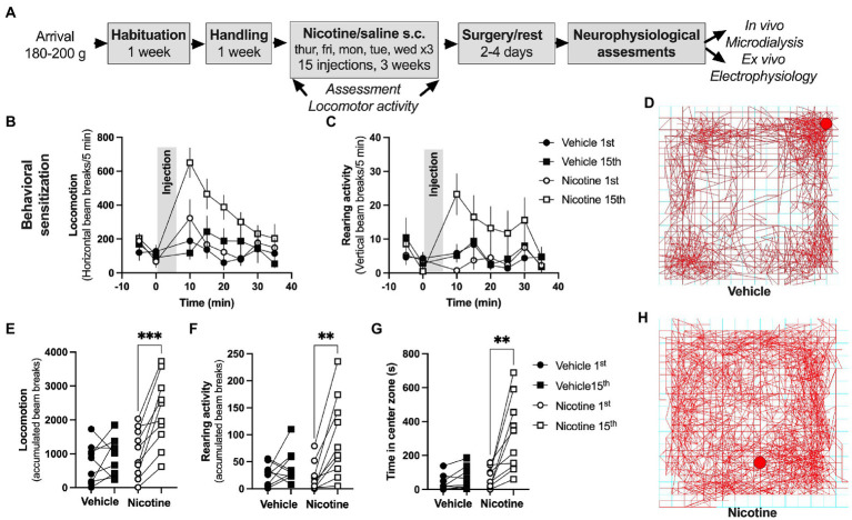 Repeated nicotine exposure produces behavioral sensitization in female rats. (A) Timeline for the described experiments. (B,C) Time-course graphs showing locomotor activity and rearing activity in response to nicotine injection. (D) Example picture showing ambulatory movement in a rat receiving vehicle injection. (E,F) Accumulated beam breaks elicited by either saline or nicotine exposure during the first and last injection demonstrated a selective increase in locomotion in rats receiving repeated nicotine injections. (G) Time spent in center zone was increased in response to repeated nicotine injections. (H) Example picture showing ambulatory movement in a rat receiving nicotine injection. Data are mean values ± SEM and based on 9–10 rats/treatment-group. *p < 0.05, **p < 0.01.