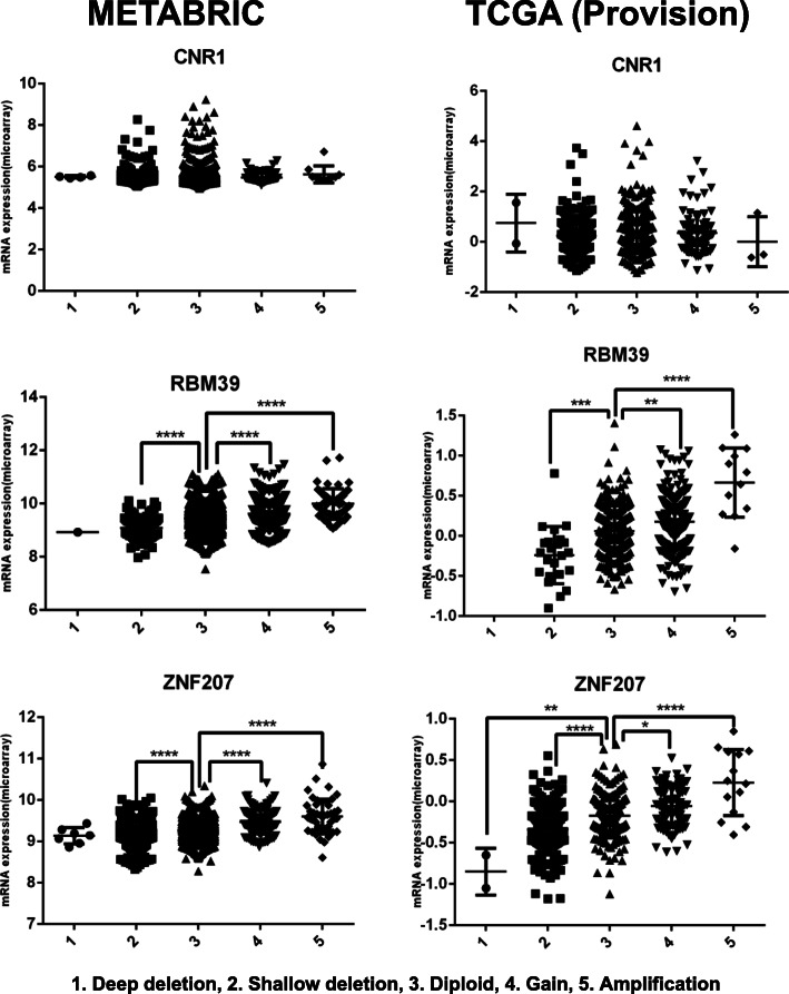 Copy number alterations for CNR1, RBM39, and ZNF207 across breast cancer patients using a study from METABRIC and TCGA (Provision), analyzed by cBioportal. Statistical analysis was conducted using Student’s t test. *or **or ***or ****indicates P < 0.05 or P < 0.01 or P < 0.001 or < 0.0001, respectively