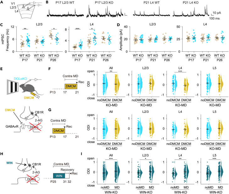 Measurement of inhibitory synaptic transmission in slice preparations and effects of drug administration on OD plasticity in DGLα-KO mice(A) Whole-cell patch-clamp recording was performed in L2/3 and L4 pyramidal neurons in mouse V1 slices.(B) Representative mIPSC traces from L2/3 (P17) and L4 (P21) in wild-type and DGLα-KO mice.(C and D) mIPSC frequency (C) and amplitude (D) in L2/3 (WT, n = 28 (P17), 17 (P21), and 16 (P26) cells; KO, n = 31 (P17), 17 (P21), and 13 (P26) cells) and in L4 (WT, n = 25 (P17), 23 (P21), and 21 (P26) cells; KO, n = 25 (P17), 16 (P21), and 14 (P26) cells). Colored circles show data from individual cells. The black horizontal bar and error bars indicate mean and 95% CI, respectively.(E) DMCM, an inverse agonist of the GABAA receptor, was intraperitoneally injected into DGLα-KO mice during MD until 9 hours before the recording.(F) DMCM treatment was performed at P17-P21. Raincloud plots show the OD distribution after MD in nontreated (noDMCM, n = 482 (all), the same data as P21 KO-MD in Figure 2A) and DMCM-treated DGLα-KO mice (DMCM, n = 619 (all), 79 (L2/3), 91 (L4), and 266 (L5) units in 6 mice).(G) DMCM treatment was performed at P13-P17. Raincloud plots show the OD distribution after MD in nontreated (noDMCM, n = 526 (all), the same data as P17 KO-MD in Figure 2A) and DMCM-treated DGLα-KO mice (DMCM, n = 473 (all), 96 (L2/3), 60 (L4), and 186 (L5) units in 6 mice).(H) A cannabinoid receptor agonist, WIN was injected into DGLα-KO mice intraperitoneally during MD until the day before the recording experiment.(I) OD distributions of WIN-treated DGLα-KO mice without MD (noMD, n = 498 (all), 81 (L2/3), 66 (L4), and 203 (L5) units in 5 mice) and with MD (MD, n = 589 (all), 133 (L2/3), 114 (L4), and 201 (L5) units in 6 mice). Permutation test was performed in (C), (D), (F), (G) and (I) (∗p < 0.05, ∗∗p < 0.01, ∗∗∗p < 0.001).See also Figure S3.