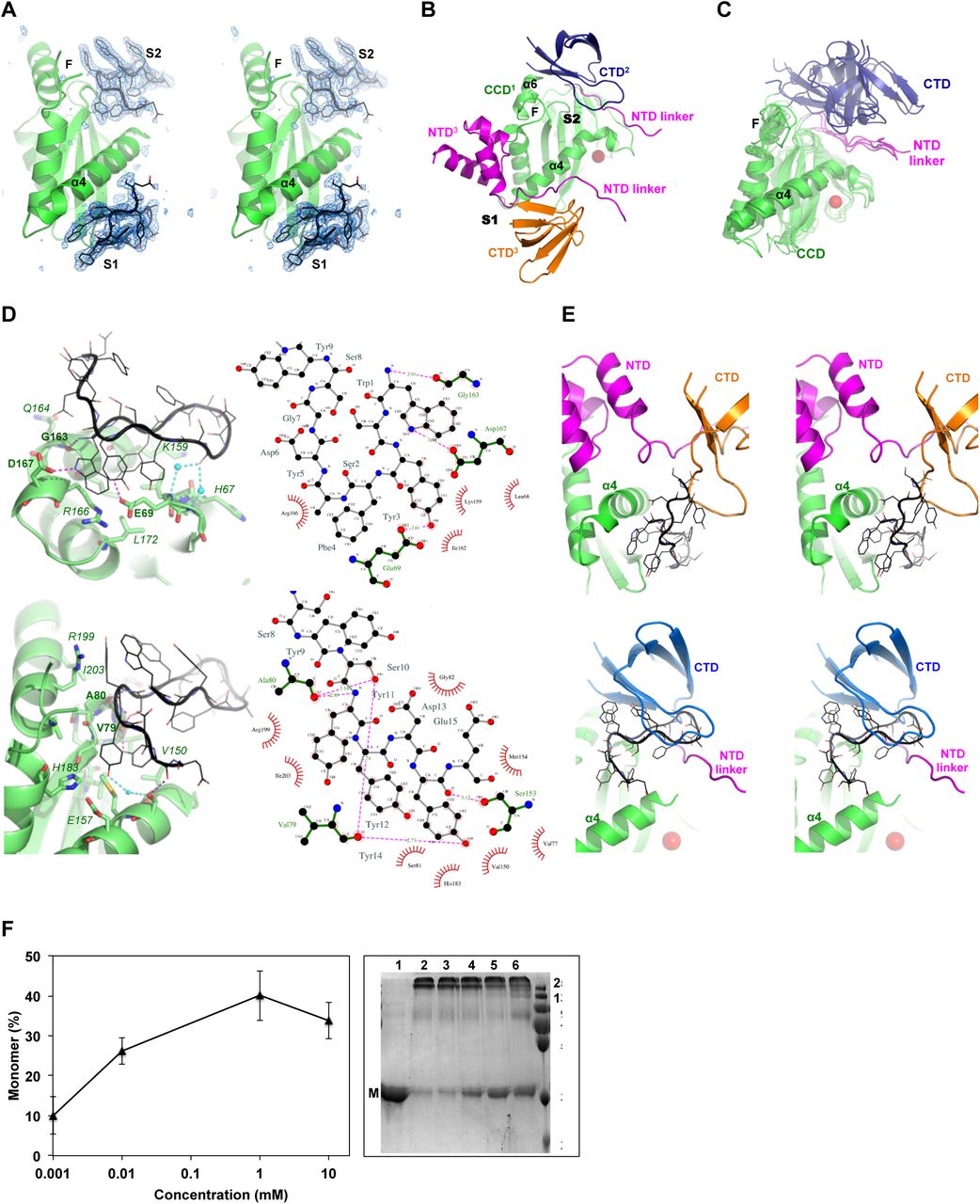 Crystal structure of IN CCD-peptide complex.(A) Walleye stereo view of CCD (green) with the peptide and its symmetry mate bound at site-1 (S1) and site-2 (S2), respectively. Blue mesh represents electron density maps (FO-FC, 3.0σ) calculated after omitting the peptide residues (black). (B) NTD (magenta) and CTD (orange) docking at site-1 (S1) and CTD (blue) docking at site-2 (S2) within the same CCD α4 (green). F: finger loop. Red sphere: magnesium ion of catalytic site (PDB code: 5U1C). (C) Conservation of CTD (blue) packing against NTD linker (magenta) and α4 of CCD (green) at site-2. Structures are of HIV-1, MVV, RSV, MMTV and PFV (PDB codes: 5U1C, 5M0R, 5EJK, 3JCA, 3OS0, respectively) intasomes. F: finger loop. Red sphere: magnesium ion of catalytic site (PDB code: 5U1C). (D) Analysis of peptide (black) interactions with the CCD (green) at site-1 (top panel) and site-2 (bottom). Interacting residues are shown with lines (peptide) or sticks (CCD). Dashed lines indicate direct hydrogen bonds (magenta) or mediated (cyan) by water molecules (cyan spheres). (E) Walleye stereo view of the HIV-1 intasome (PDB code: 5U1C) superimposed with the peptide (black) bound to site-1 (top) and site-2 (bottom). Red sphere indicate magnesium ion of catalytic site. (F) IN multimerization as affected by the Y3-molecule and is presented by the percentage of monomer formation. Values are means (± SEM) of band intensities from three SDS-PAGE gels resolving the various multimeric states of IN (right panel). Representative gel resolving the monomeric (M) form of uncross-linked sample of full length IN (lane 1) or cross-linked in the absence (lane 2) or presence of increasing concentrations of Y3-molecule (lanes 3-6). Molecular mass standards (kDa) are shown.