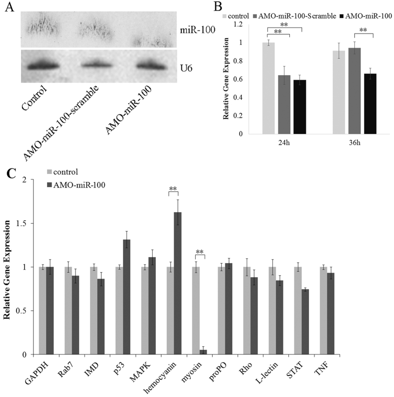 Loss of function of shrimp miR-100.Total RNA extracted from shrimp hemocytes at 24 h or 36 h after the AMO-miR-100 treatment were blotted with DIG-labeled oligodeoxynucleotide probes (A) and analyzed by Quantitative Stem-Loop real-time PCR to confirm the knock-down effect (B) and detect the expression in the hemocytes of eleven immune genes (Rab7, IMD, p53, MAPK, hemocyanin, myosin, proPO, Rho, L-lectin, STAT, and TNF) (C). Uninfected shrimp individuals were used as negative control in Northern blot detection, and U6 was utilized as a loading control treatment. In real-time Q-PCR, the amount of target mRNA was normalized to the GAPDH transcript level. Data are shown as means ± SD (standard deviation) of three separate individuals. The asterisks indicate a significant difference (P < 0.01) between two samples.