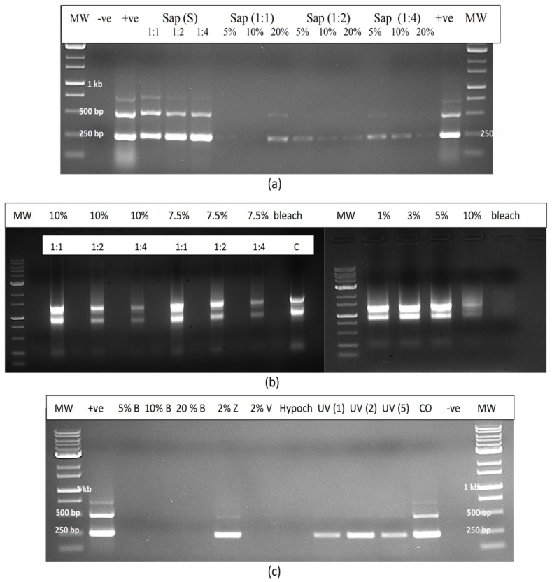 (a) RT-PCR analysis of RNA extracted from infectious sap shows that the following treatments destroyed the RNA since it was not amplified or was only weakly amplified: 5%, 10% and 20% bleach (8.25% NaOCl) with sap diluted by 1:1, 1:2 and 1:4. (b) The effect of varying concentrations of bleach on the degradation of total RNA extracted from plant tissues that includes 18S/16S RNA. In the left panel, total RNA was undiluted (1:1) or diluted 1:2 and 1:3 and then exposed to 10% or 7.5% bleach. The bleach degraded more RNA at the 1:3 dilution. In the right panel, undiluted total RNA was subjected to bleach concentrations ranging from 1% to 10%. The highest concentration (10%) caused the most degradation. (c) Water containing HLVd added as infectious sap was subjected to a range of treatments, following which RT-PCR was conducted to determine amplification. Treatments that did not produce a band were bleach (B) containing 8.25% NaOCl at 5, 10 and 20%, 2% Virkon in water (V) and 600 ppm hypochlorous acid. Positive controls included infectious sap (+ve) and sap added to water (CO), which showed multiple bands were amplified. In the UV treatments (1, 2 and 5 min), the higher-molecular-weight band (512 bp) representing linear RNA of HLVd was destroyed but the 256 bp band was unaffected.