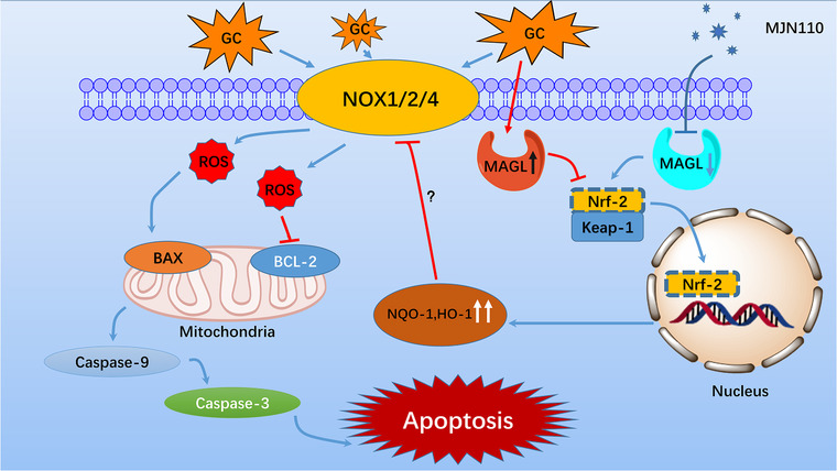 Schematic illustration of monoacylglycerol lipase (MAGL) inhibition‐mediated protection from GC‐induced oxidative stress damage. MAGL inhibition suppresses GC‐induced NADPH oxidative isozymes upregulation through activation of Keap1/Nrf2 pathway. Reduced intracellular ROS production results in a blockade of the mitochondrial apoptosis pathway