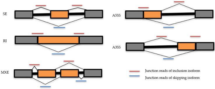 Scheme of ASEs (A3SS, A5SS, MXE, RI, SE) and usage of junction reads by rMATS tool (V. 4.3.0). In orange are represented the alternative cassette regions, in grey the flanked ones, for each ASE class. Lines in red represent the junction reads of inclusion isoform and in blue the ones of skipping isoform.