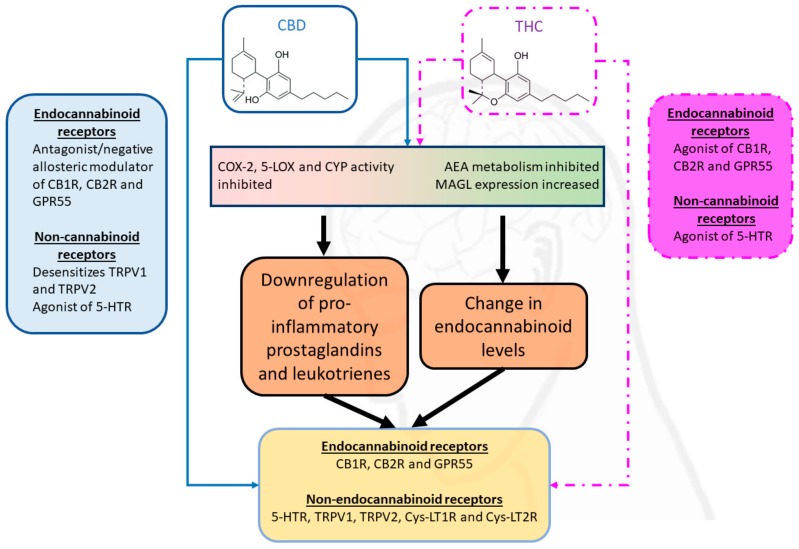 Interactions of the two major cannabinoids cannabidiol (CBD) and tetrahydrocannabinol (THC) with factors of epileptogenesis. This diagram summarizes the current evidence that cannabinoids can alter the levels of endocannabinoids and their by-products, as well as interact directly with many receptors (only some of which are shown in this diagram) in the brain.