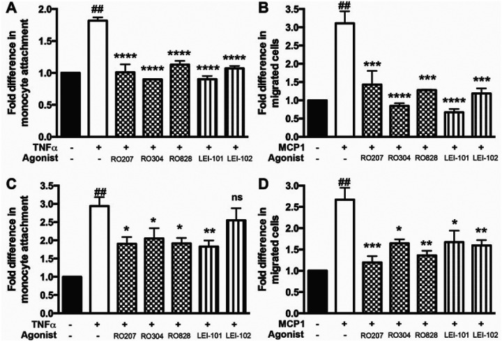 Treatment of either monocytes (A,B) or BMVEC (C,D) with novel CB2 agonist attenuates monocyte adhesion to (A,C) and migration across (B,D) BBB models.Monocytes were cultured separately for 16 hr in the absence or presence of CB2 agonist at 0.3 μM (for adhesion assay) (A) or 3 μM (for migration assay) (B); treatments were removed prior to addition of monocytes to BMVEC monolayers, that were treated for 16 hr with TNFα (20 ng/ml). BMVEC were pretreated for 1 hr with or without CB2 agonist (0.3 μM) (C) or 3 μM (for migration assay) (D) and then exposed to TNFα (20 ng/ml) for 16 hr; treatments were removed prior to monocyte addition. Data are presented as fold difference (mean ± SEM) of adhesion compared to basal adhesion in untreated cells (*p<0.05 vs. untreated control). For migration, Calcein-AM labeled monocytes were added to the upper chamber of FluoroBlok inserts and MCP1 (30 ng/mL) was used as a relevant chemokine. Chemotaxis was allowed for 2 hr. Data are shown as means of at least triplicate determinations ± SEM. (*), (**), (***) and (****) denote a difference of P < 0.05, P<0.01, P<0.001 and P<0.0001 between the CB2 agonist-treated cells and non-CB2 treated. (##) denotes a difference of P<0.05 between non-CB2-treated and non-stimulated mice and non-CB2-treated and TNFα –stimulated in adhesion or TNFα and with MCP1–stimulated cells for migration assay.
