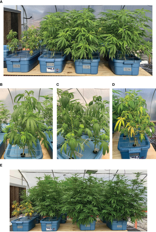 Hemp (Cannabis sativa L.) ‘Purple Tiger’ grown hydroponically. From left to right: plants under 25, 10, 0, and 2.5 mg·L-1 Cd exposed to treatments for 11 d (A). Plants exposed to 10 and 25 mg·L-1 Cd for 2 d [(B, C), respectively]. Plants exposed to 25 mg·L-1 Cd for 11 d (D). From left to right: plants under 25, 10, 0, and 2.5 mg·L-1 Cd exposed to treatments for 30 d (E).