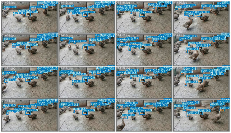 The effect of the hemp duck sex estimation model. The locations, masking conditions, and individual behaviors of the ducks vary in each extracted frame. In the final model, the accuracy reached 99.29%, F1 score reached 98.60%, and fps reached 269.68.