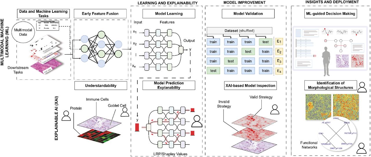 Overview of multimodal ML and XAI pipeline. Adapted from [33]. This image is licensed under CC BY 4.0.