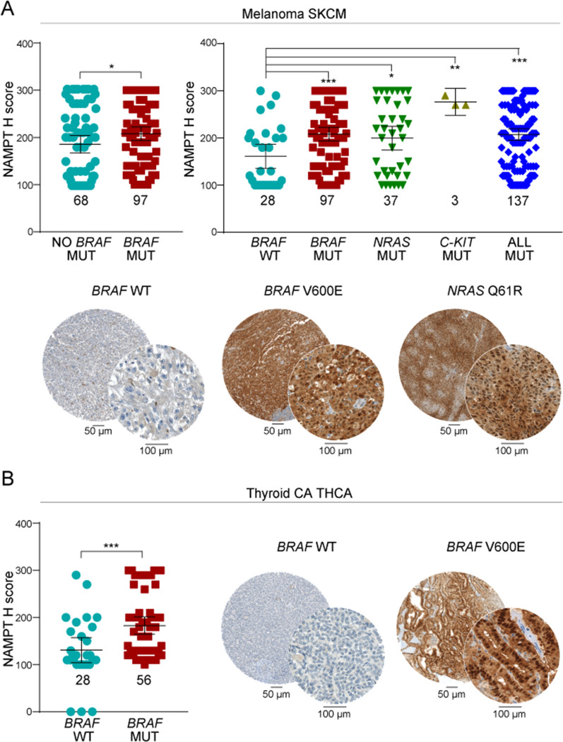 NAMPT protein levels are increased in BRAF-mutated vs. BRAF WT melanoma and thyroid carcinomas. A Dot plots representing NAMPT protein levels [H-score, defined by immunohistochemistry (IHC) staining] on tissue microarrays (TMAs) in metastatic melanoma (MM) grouped in BRAF WT, BRAF mutated (MUT), NRAS MUT and C-KIT MUT. N of samples in each group are indicated. Statistical significance was calculated using Mann–Whitney test. The line in the dot plot defines the median and the error bars define the interquartile range. Below the graphs, representative immunohistochemistry (IHC) stainings for NAMPT in BRAF WT, BRAF V600E, and NRAS Q61R MM cases. Scale bars are reported under the images. B Dot plot representing H-score of NAMPT protein levels on THCA whole slide sections grouped in BRAF WT and BRAF V600E. N of samples in each group are indicated. Statistical significance was calculated using Mann–Whitney test. The line in the dot plot defines the median and the error bars define the interquartile range. On the right, representative IHC staining for NAMPT in THCA cases. Scale bars are reported under images. Significance was represented as: *p ≤ 0.05, **p ≤ 0.01, ***p ≤ 0.001, ****p ≤ 0.0001