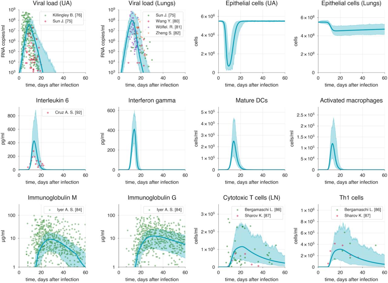 Baseline solution of the model. Lung variables are plotted, except for epithelial cells and viral load, which are shown for both compartments: upper airways (UA) and lungs. Extended versions of all subsequent plots are given in S1 Appendix (Figures 1-2). The blue shaded area represents the 95% confidence interval.