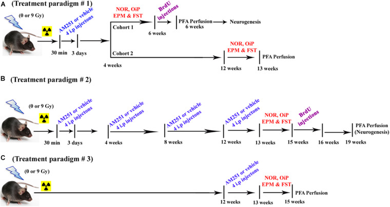 Timeline of AM251 treatments and analyses. (A) Short-term, (B) long-term, and (C) delayed AM251 treatment paradigms used in this study.