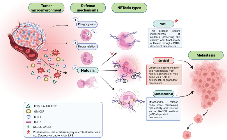 In response to agents released from the tumor microenvironment, neutrophils can present different defense mechanisms: 1. Phagocytosis; 2. Degranulation; 3. NETosis. There are three types of NETosis: vital, suicidal, and mitochondrial. Suicidal NETosis is a crucial factor supporting cancer metastasis process.