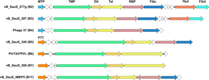 Host recognition module organization. The organization of proteins hypothetically involved in the host recognition of phages of different subclusters is shown. For simplicity, only one representative phage of each subcluster was included. The figure was made using the EasyFig 2.0 program (72). MTP, major tail protein; TMP, tape measure protein; Dit, distal protein; Tal, tail associate lysin; RBP, receptor binding protein; FibL, tail fiber protein; Hyd, cell wall hydrolase; FibU, collagen-like fiber protein; PTT, phage tail tube protein.