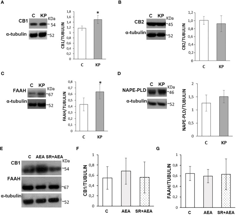 Modulation of the ECS by KP (A–D) and AEA (E–G) in rat testis. Representative Western blots and normalization of the signals carried out against α-tubulin. n = 6 different animals in KP treatments and n = 4 in AEA treatments. Data are expressed as protein OD/tubulin OD ± standard deviation. C, control group (placebo-injected animals); KP, animals injected with Kp10; AEA, animals injected with AEA; SR + AEA, animals first received SR141716A and 30 min later received AEA treatment. *p< 0.05.