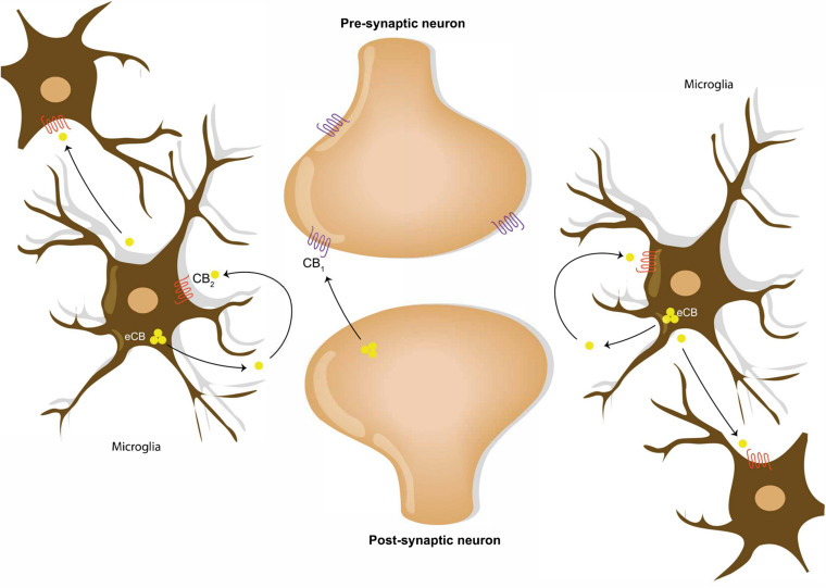Endocannabinoid signaling in neural and microglial circuits. Retrograde neuronal endocannabinoid signaling refers to the process of the release and the travel of endocannabinoids backward from the postsynaptic neuron to bind to the CB1 receptors on the axon terminal of a presynaptic neuron. Microglial cells communicate via release of endocannabinoid into the extracellular space, which bind to the CB2 receptors on microglia cell membranes.