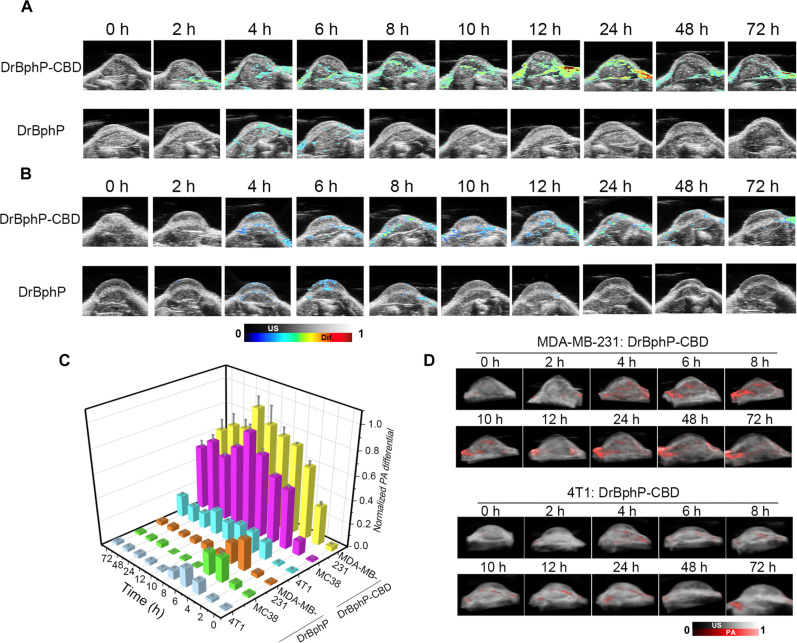 Time-resolved PA/US images of different tumor models treated with DrBphP-CBD.(A and B) Differential PA images of MDA-MB-231 (A) and 4T1 (B) tumor-bearing mice captured over various time intervals before and following the intravenous administration of DrBphP-CBD or DrBphP (0.9 μmol/kg). (C) Quantitative evaluation of differential PA amplitudes at 760 nm in multiple tumors following intravenous injection of DrBphP-CBD or DrBphP (0.9 μmol/kg). (D) 3D PA/US images at 715 nm of DrBphP-CBD in MDA-MB-231 and 4T1 tumors, measured at different time points.
