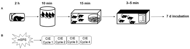 Schematic overview of (A) the mouse single prolonged stress (mSPS) paradigm, (B) mSPS-CIE consecutive cycles paradigm. After mSPS paradigm and 7 days incubation, mice were exposed to 4 consecutive cycles of CIE exposure.