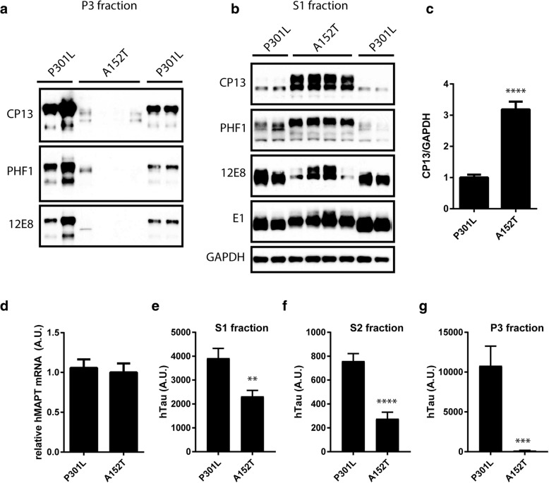 Mutant A152T tau accumulates in the soluble fraction. a and b Biochemical fractionation into sarkosyl-insoluble P3 fraction (a) and soluble S1 fraction (b) indicate hyperphosphorylated tau remains soluble in TauA152T-AAV mice and becomes insoluble in TauP301L-AAV mice. c Quantitation of CP13 levels in the S1 fraction normalized to GAPDH as a control for protein loading (t = 7.86, p < 0.0001). d Human tau mRNA levels are equal between TauP301L-AAV and TauA152T-AAV mice (t = 0.35, p = 0.73). e Human tau protein levels in S1 fraction measured by MSD immunoassay are significantly lower in TauA152T-AAV compared to TauP301L-AAV mice (t = 3.382, p = 0.0028). f Human tau levels in S2 fraction are also reduced in TauA152T-AAV relative to TauP301L-AAV mice (t = 5.835, p < 0.0001). g Minimal human tau is detected in the P3 fraction in TauA152T-AAV mice (t = 4.549, p = 0.0002). **p < 0.005, ***p < 0.001, ****p < 0.0001