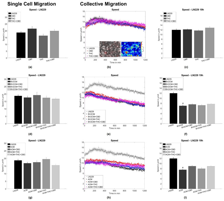 Single cell and collective motion of LN229 GBM cells. (a) Single-cell motility of LN229 cells treated with cannabinoids. (b) Collective migration speed for LN229 cells treated with cannabinoids. The inlet shows a typical phase contrast image, overlaid with the associated velocity vectors and a heat map of the local speed overlaid with the velocity vectors. (c) Shows the averaged collective migration speeds from 18–20 h of LN229 cells treated with cannabinoids. (d–f) Same measurements as shown in (a–c) but for LN229 cells treated with microglia conditioned media and cannabinoids. (g–i) Same measurements as shown in (a–c) but for LN229 cells treated with microglia conditioned media and cannabinoids.. Hashes (#) depict significant results against the untreated control. Error bars and shaded areas depict the standard error of the mean. Abbreviations: CTL: control, CBD: cannabidiol, THC: tetrahydrocannabinol, ACM: astrocyte conditioned media, BV2CM: BV2 cell-conditioned media.