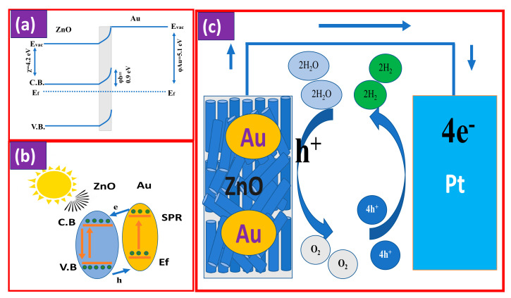 Mechanism of PEC by Au/ZnO photoelectrode;(a) band bending, (b) energy diagram, and (c) PEC water splitting schematics.