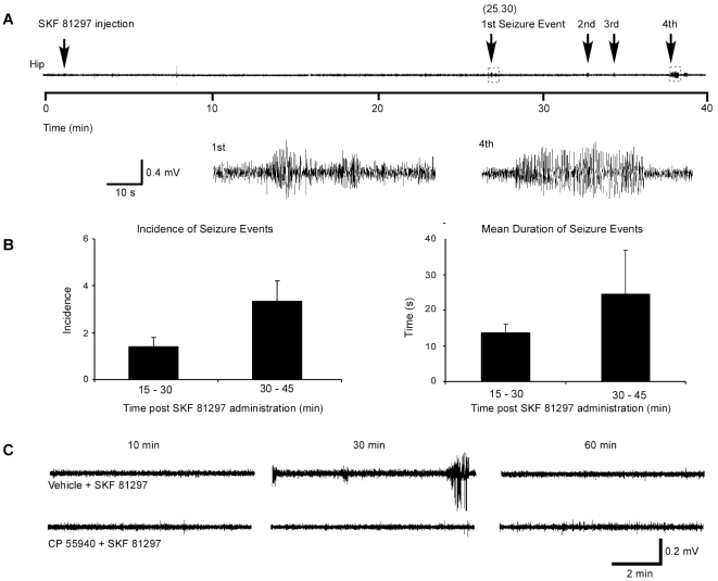 SKF 81297 induces electrophysiological seizures.(A) Representative trace showing hippocampal electrographic seizure events during 60 min following administration of SKF 81297 (5.0 mg/kg, i.p.). Lower panel shows in detail the first and fourth electrographic events. (B) Quantification of seizure incidence and mean seizure duration determined over a 60 min period of observation. Mean ± SEM (n = 5 animals). Seizure incidence and duration peaked between 30–45 min. Electrographic events between 0–15 min and 45–60 min were observed in only one animal each (data not shown). (C) Representative hippocampal traces over 60 min recording period showing seizures following SKF 81297 administration. Pretreatment with CP 55,940 (0.25 mg/kg, i.p.) abolishes all SKF 81297-induced seizures.