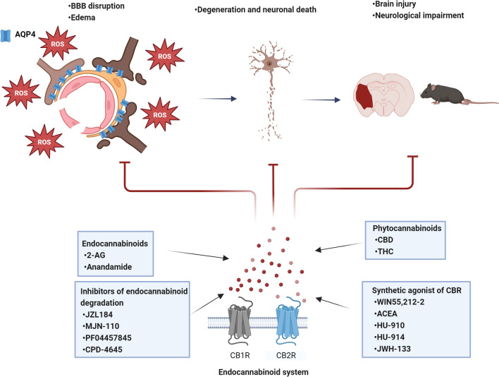 After the brain injury, the stimulation of the endocannabinoid system exerts a neuroprotective effect and attenuates edema and brain blood barrier (BBB) disruption through the reduction of oxidative stress and AQP4 activity. 2-AG 2-arachidonoylglycerol; CBD cannabidiol; THC tetrahydrocannabidiol