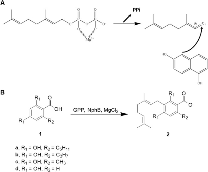 NphB-mediated biosynthesis of CBGA derivatives. (A) Reaction mechanism proposed from the crystal structure of NphB (PDB ID 1ZB6) co-crystalized with geranyl S-thiolodiphosphate and 1,6-dihydroxy naphthalene. (B) The aromatic substrates and the geranylated products differ by the length of the carbon chains at R2 (1a, olivetolic acid; 2a, CBGA; 1b, varinolic acid; 2b, CBGVA; 1c, orsellinic acid; 2c, 3-geranyl orsellinic acid; 1d, 2,4-dihydroxybenzoic acid; 2d, 3-geranyl 2,4-dihydroxybenzoic acid).