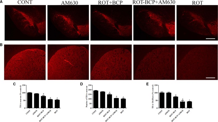 The immunohistochemistry for tyrosine hydroxylase (TH) to detect the expression of the TH-immunoreactive (TH-ir) dopaminergic (DA) neurons in the substantia nigra pars compacta (SNpc) and the TH-ir dopamine nerve fibers in the striatum. Values are expressed as percent mean ± SEM (n = 3). The scale bar is 100 μm. (A) The number of TH-ir neurons was decreased in the SNpc of ROT-injected rats as compared to control (CONT) group. While, BCP supplementation leads to increased expression of TH-ir neurons in ROT+BCP group as compared to ROT group. Furthermore, the ROT-BCP+AM630 group showed decreased expression of TH-ir neurons as compared to ROT+BCP group. (B) Similarly, TH-ir DA nerve fibers immunofluorescence was also decreased in the ROT group in comparison to the CONT group rats. Moreover, BCP supplementation increased the immunoreactivity of DA fibers as compared to ROT group. The ROT-BCP+AM630 group showed TH-ir DA fibers expression similar to ROT group. (C,D) The number of TH-ir DA neurons in the SNpc was counted from each group. A significant (*p < 0.05) decrease in the number of DA neurons was observed in the SNpc of the ROT group when compared to the CONT group. BCP treatment to ROT administered rats significantly (#p < 0.05) protected the DA neurons from the ROT-induced neuronal death in the ROT+BCP group. The ROT-BCP+AM630 group also showed significantly (δp < 0.05) decreased number of DA neurons as compared to the ROT+BCP group. No significant differences were observed between the DA neurons of the CONT and AM630-only group. (E) Immunofluorescence of the TH-ir DA fibers was observed in the striatum of different groups. Significant (*p < 0.05) decrease in the TH-ir striatal DA fibers was observed in the ROT group as compared to the CONT group. Although, BCP supplementation of ROT treated rats significantly (#p < 0.05) inhibited the loss of the TH-ir DA fibers in the ROT+BCP group as compared to the ROT group. ROT-BCP+AM630 group showed significant (δp < 0.05) loss of the TH-ir DA fibers when compared to the ROT+BCP group. CONT and AM630-only group did not show any apparent loss of TH-ir DA fibers.